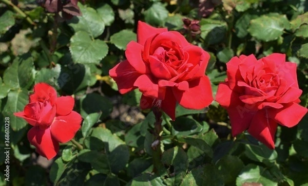 Obraz red roses in garden
