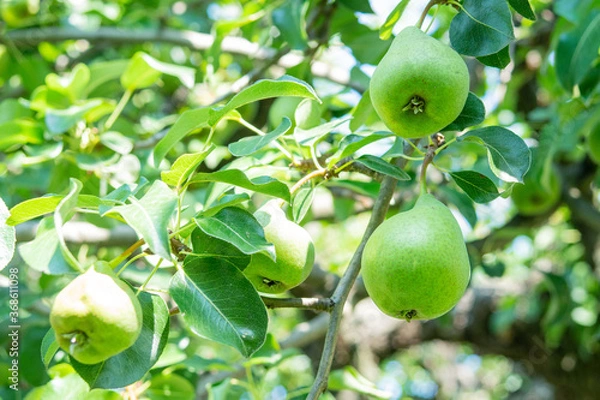 Obraz ripening pears hanging on the branch of the plant