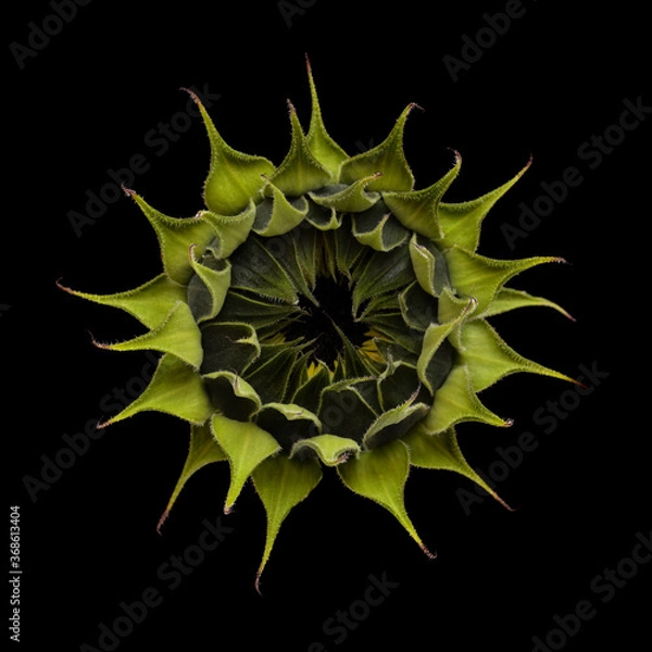 Fototapeta Unopened sunflower isolated on plain background
