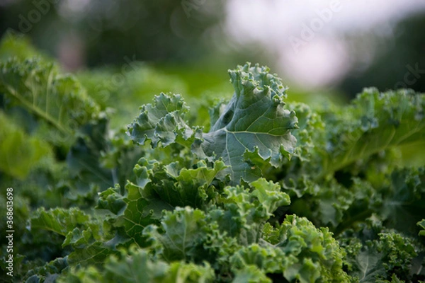 Obraz Green kale growing in a garden