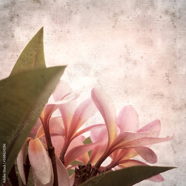 Obraz textured stylish old paper background, square, with frangipani flowers
