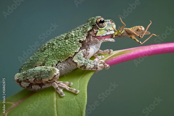 Obraz Frog biting grasshopper