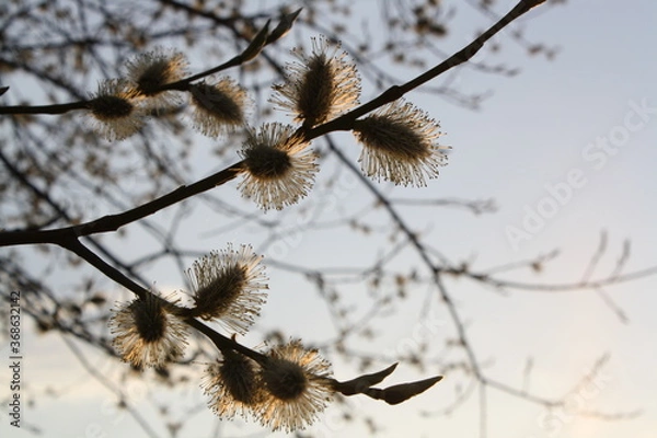 Fototapeta snow covered branches
