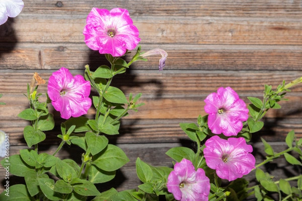 Obraz lilac flowers on wooden background