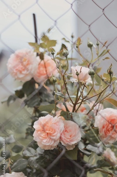 Obraz roses in the garden