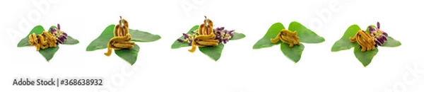 Obraz nettles brown pods with on white background(Mucuna pruriens).