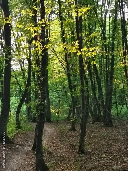 Obraz autumn forest in the morning