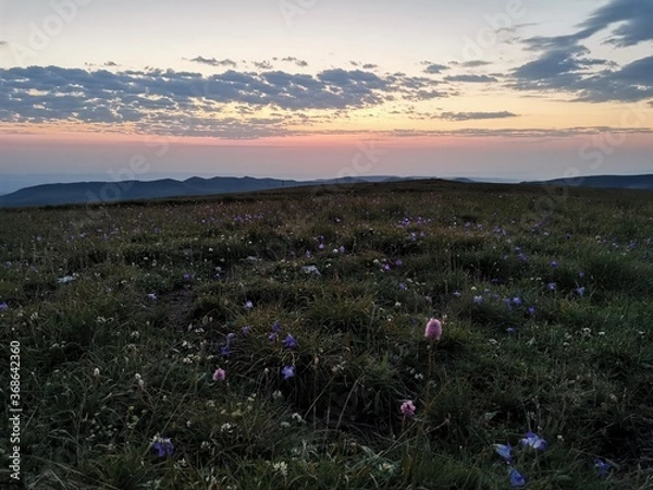 Fototapeta field of flowers