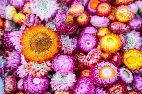 Fototapeta Globe Amaranth 