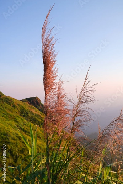 Obraz Grass flowers