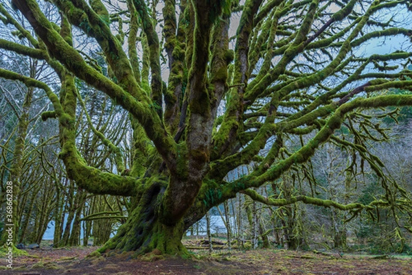 Fototapeta Moss covered tree in the forest