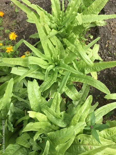 Obraz fresh vegetable garden