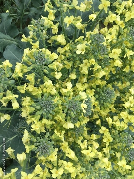 Obraz green leaves background