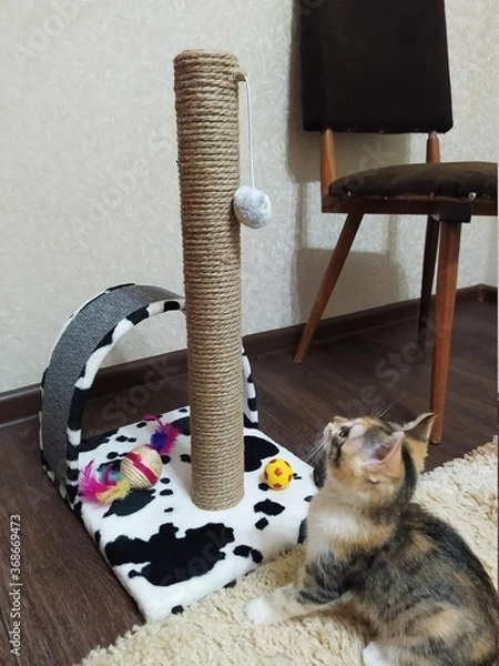 Fototapeta cat and mouse