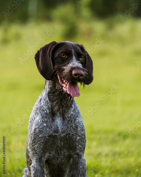 Fototapeta Portrait of a dog. Drathaar. Close-up portrait of a drathaar. portrait of a hunting dog close up.