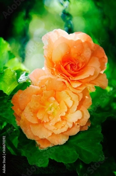 Obraz orange roses