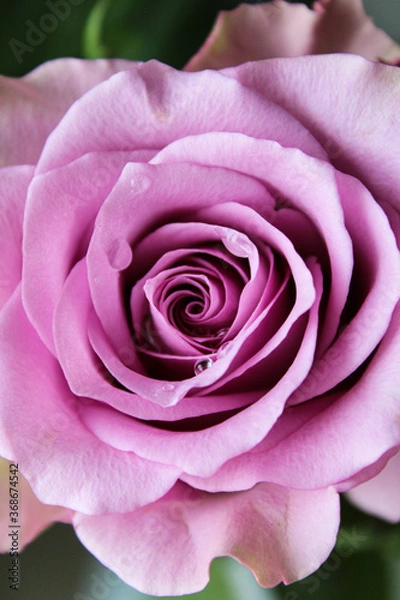 Fototapeta close up of pink rose, selective focus, perfect background