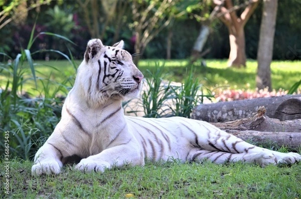 Obraz white tiger in the zoo