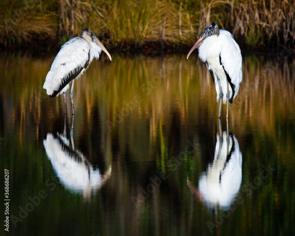 Obraz Wood Storks in Pond