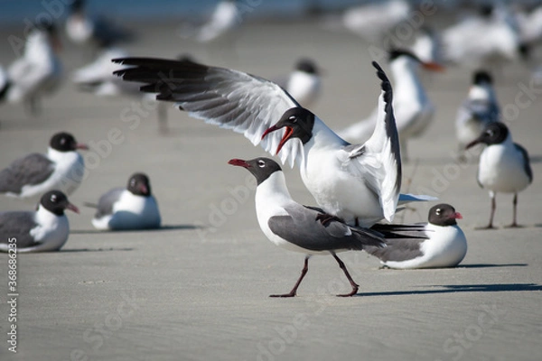 Obraz Laughing Gulls Mating Ritual