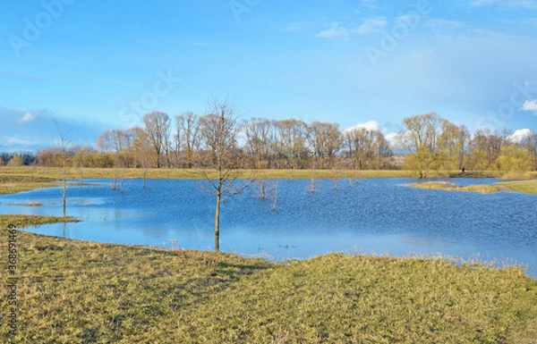 Fototapeta View of trees in the river.