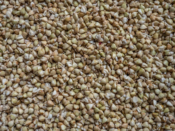 Fototapeta Green buckwheat