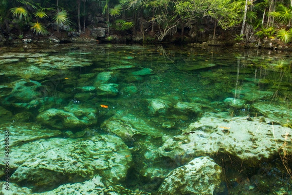 Fototapeta Tropical paradise. View of the emerald color water cenote in the jungle. The transparent water and rocks in the natural pond bed surrounded by rainforest vegetation.