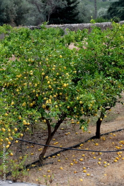 Obraz lemon trees