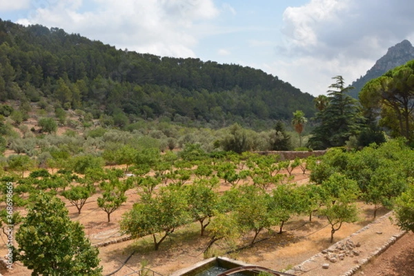Obraz lemon tree farm 
