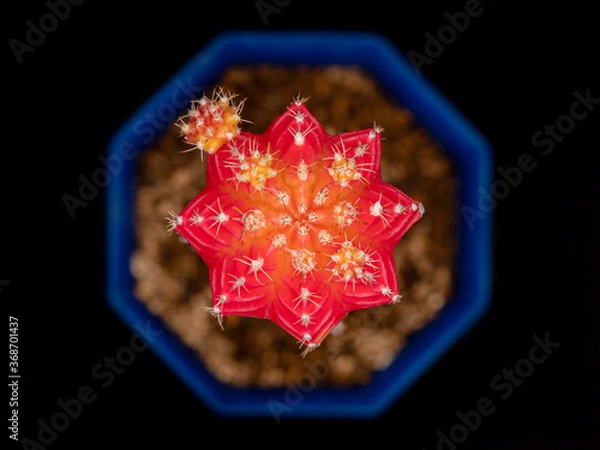 Obraz Deep focused red moon cactus top view