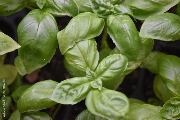 Obraz バジル の栽培