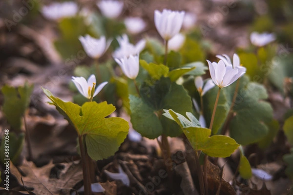 Obraz Spring Flowers