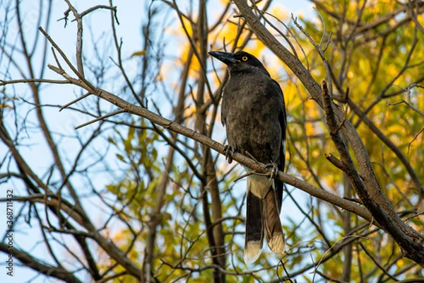 Obraz A Pied Currawong