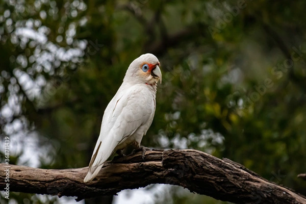 Fototapeta A Corella perched on a tree