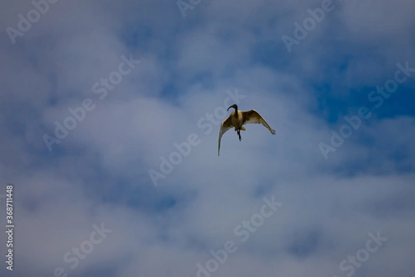 Fototapeta An Australian Ibis soaring through the sky