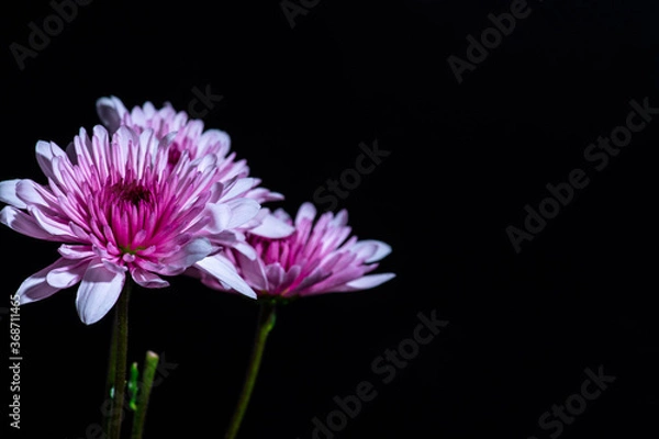 Fototapeta Pink Chrysanthemum
