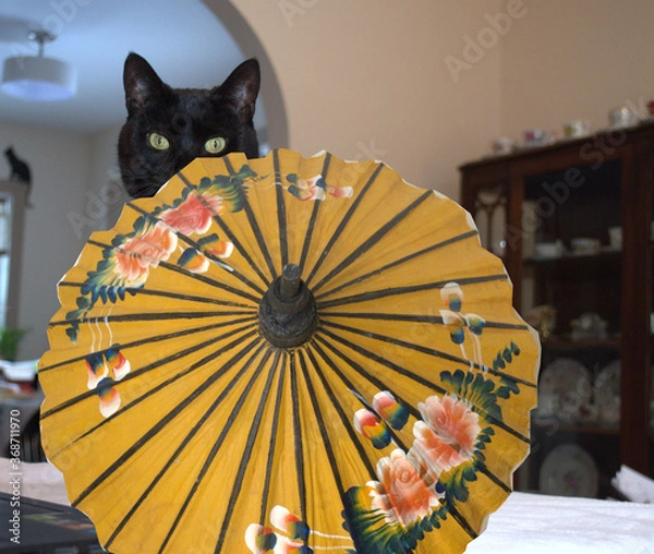 Obraz A black cat is hiding behind a Asian rice umbrella..