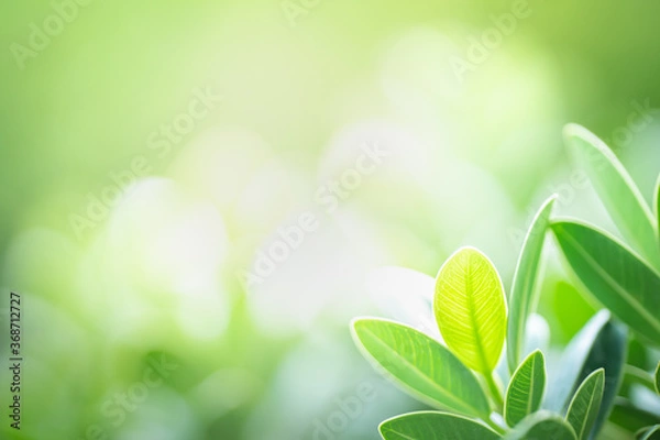 Fototapeta Fresh green leaf under sunlight for nature on blurred and bokeh background with copy space for text.