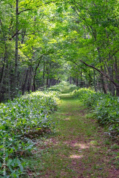 Obraz 北海道　森林