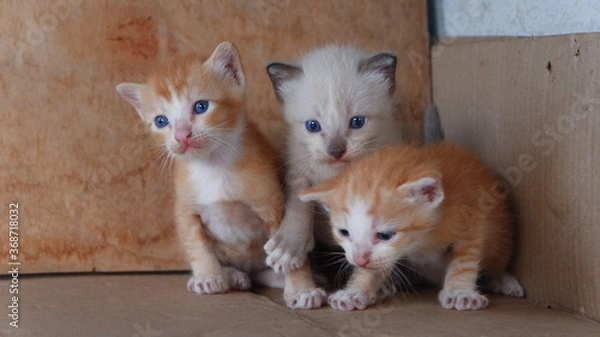 Obraz The three kittens