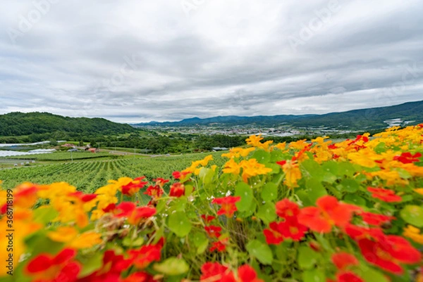Obraz 北海道　仁木町