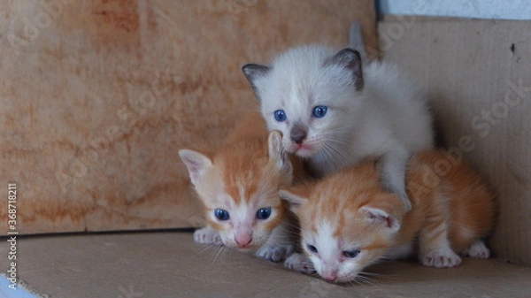 Obraz The three kittens