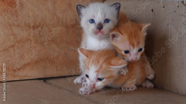 Obraz The three kittens