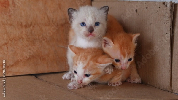Obraz The three kittens