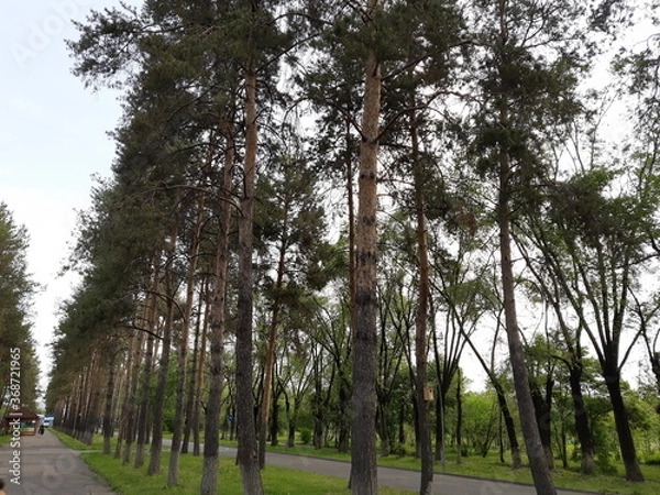 Obraz Pine trees