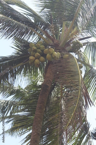 Obraz coconut palm tree
