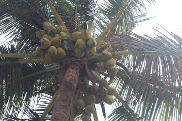 Obraz coconut palm tree