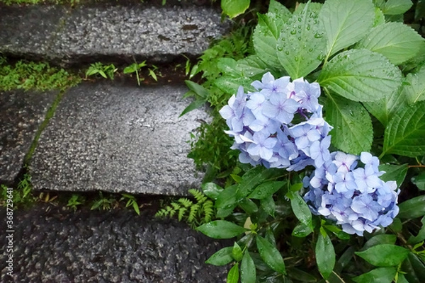 Fototapeta 紫陽花