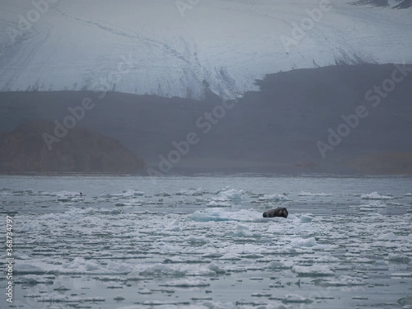 Fototapeta Sleeping seal