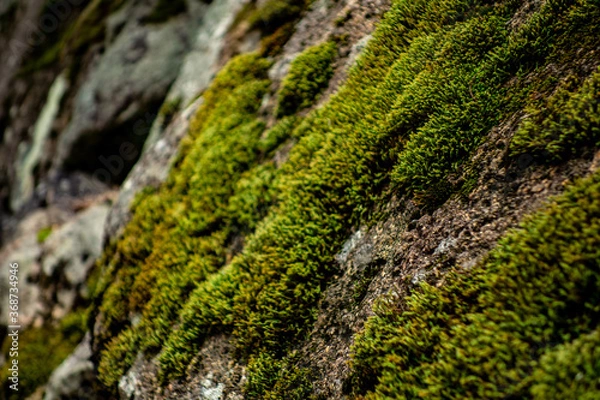 Fototapeta コケの風景